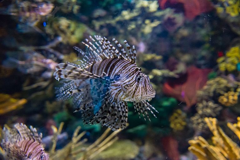 Робот будет охотиться на крылаток для спасения коралловых рифов Робот будет охотиться на крылаток для спасения коралловых рифов