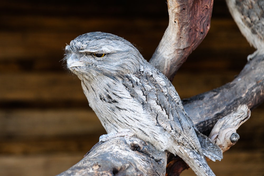 Камера Panasonic Lumix S1R Камера Panasonic Lumix S1R