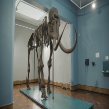Новый 3D-музейный экспонат - мамонт в масштабе