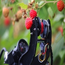 Fieldwork Robotics для сбора малины