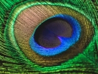 Инженеры манипулируют цветом на наноуровне заставляя его исчезнуть