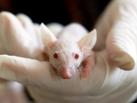 Исследователи разработали инъекционный гидрогель который может привести к созданию более эффективных вакцин