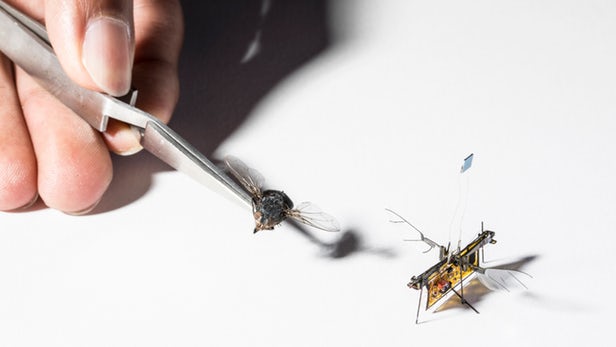 RoboFly - первый микро-робот, летающий на насекомых, RoboFly - первый микро-робот, летающий на насекомых,