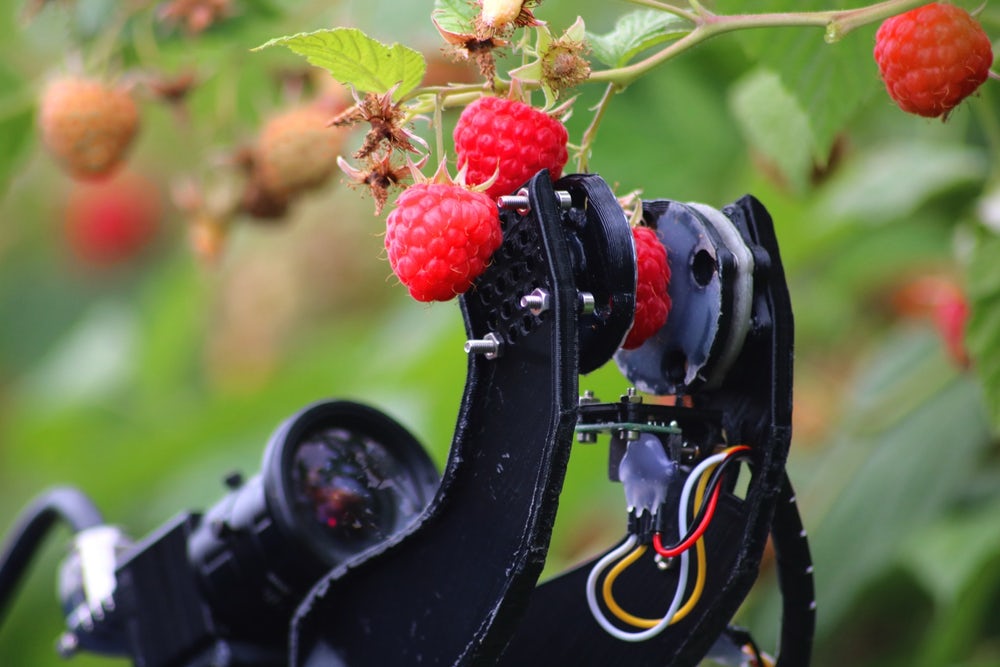 Fieldwork Robotics для сбора малины